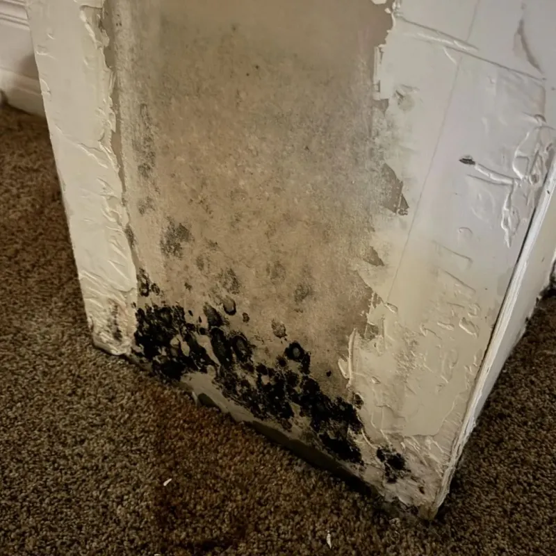 Professional Mold Removal in Lynwood, CA